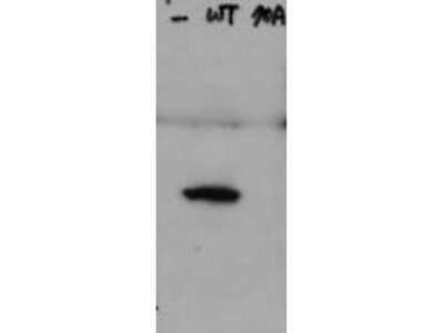 Western Blot: HAUS8 [p Ser70] Antibody [NBP2-19128] - Lane 1: HeLa cell extracts of untransfected cells.  Lane 2: transfected HeLa cell extracts with Flag X3-Hice1 WT. Lane 3: transfected HeLa cell extracts with Flag X3-Hice1 S70A mutant. Load: 35 ug per lane. Hice1 pS70 antibody at 0.5 ug/mL for overnight at 4C. Secondary antibody: Dye800 Conjugated Goat Anti-Rabbit IgG secondary antibody at 1:10000 for 45 min at RT. Block: 5% Blocking Buffer overnight at 4C. Predicted/Observed size: 44.8 kDa, 48 kDa for Hice1 pS70. Other band: none.